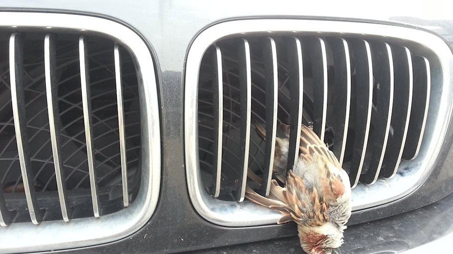 Wildwechsel verursacht BMW-Unfall in Zschorlau