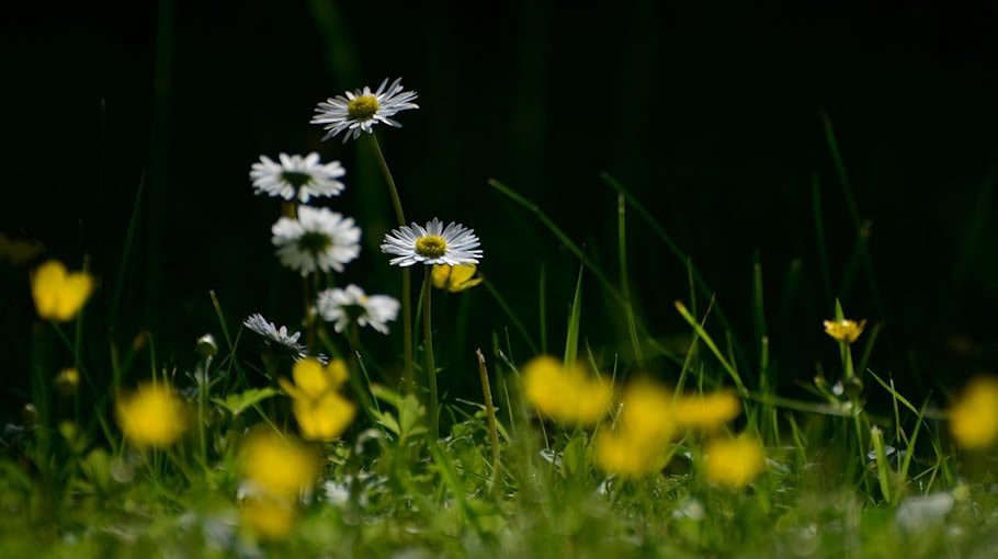 Skoda-Fahrer rast mit 150 km/h auf S 282 bei Zwickau