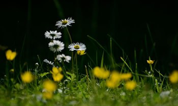 Skoda-Fahrer rast mit 150 km/h auf S 282 bei Zwickau