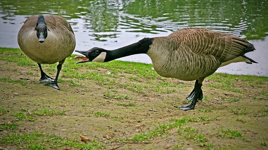 Streit auf der Berliner Straße in Görlitz