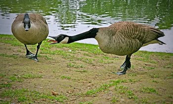 Streit auf der Berliner Straße in Görlitz