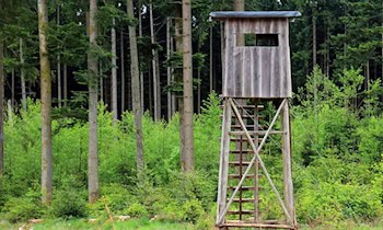 Zerstörte Hochsitze in Neißeaue