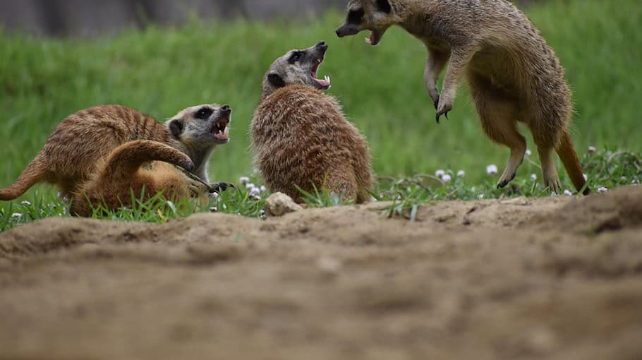 Auseinandersetzung im Imbiss am Demianiplatz