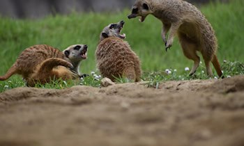 Auseinandersetzung im Imbiss am Demianiplatz