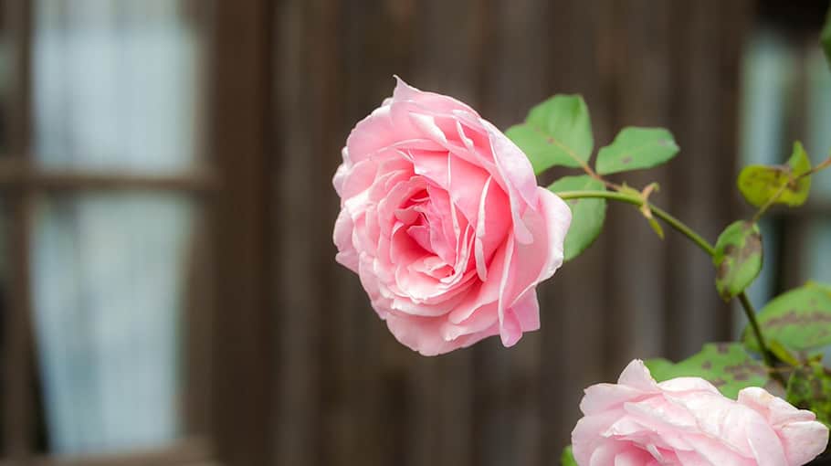 Mehrere Gartenlauben in Glauchau aufgebrochen