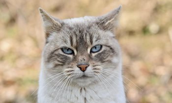 Polizeieinsatz wegen zurückgelassener Katze in Görlitz