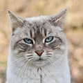 Polizeieinsatz wegen zurückgelassener Katze in Görlitz