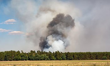 Brandstiftung in Dresdner Heide: Acht Bäume in Brand