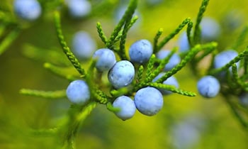 Reifen trifft Skoda in Hechtstraße
