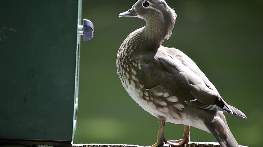 Versuchter Automatenaufbruch in Meißen