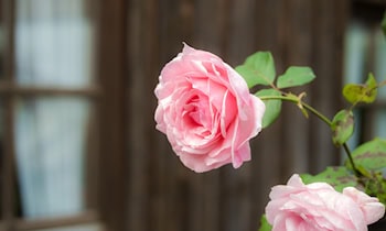 Garteneinbrüche in Görlitz: Lauben aufgebrochen