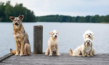 Zwei herrenlose Hunde auf der B115 gefunden