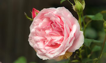 Einbruch in Gartenlauben in Dresden-Friedrichstadt