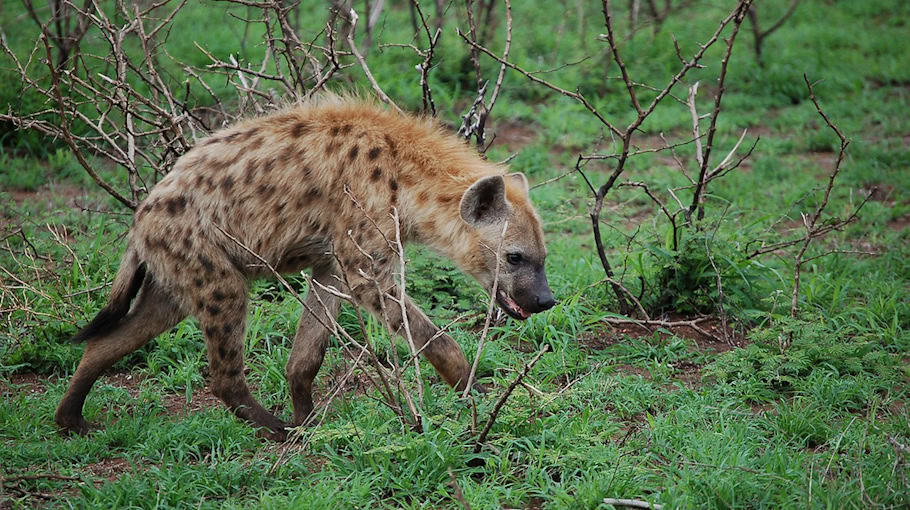 Hausbewohner vertreiben mutmaßlichen Dieb in Klipphausen