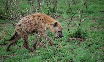 Hausbewohner vertreiben mutmaßlichen Dieb in Klipphausen