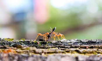 Raub am Lessingplatz: 14-Jähriger gestellt