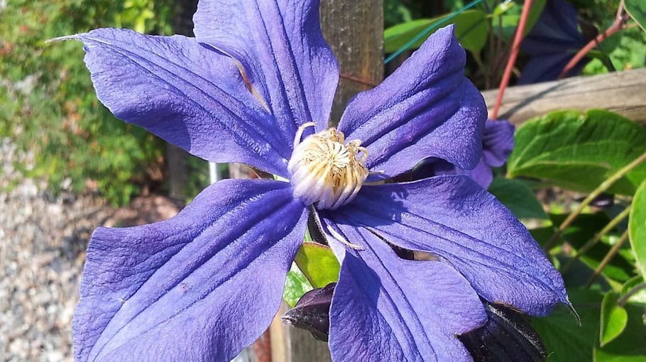 Blauer Toyota Corolla Cross in Talstraße gestohlen