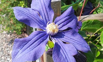 Blauer Toyota Corolla Cross in Talstraße gestohlen