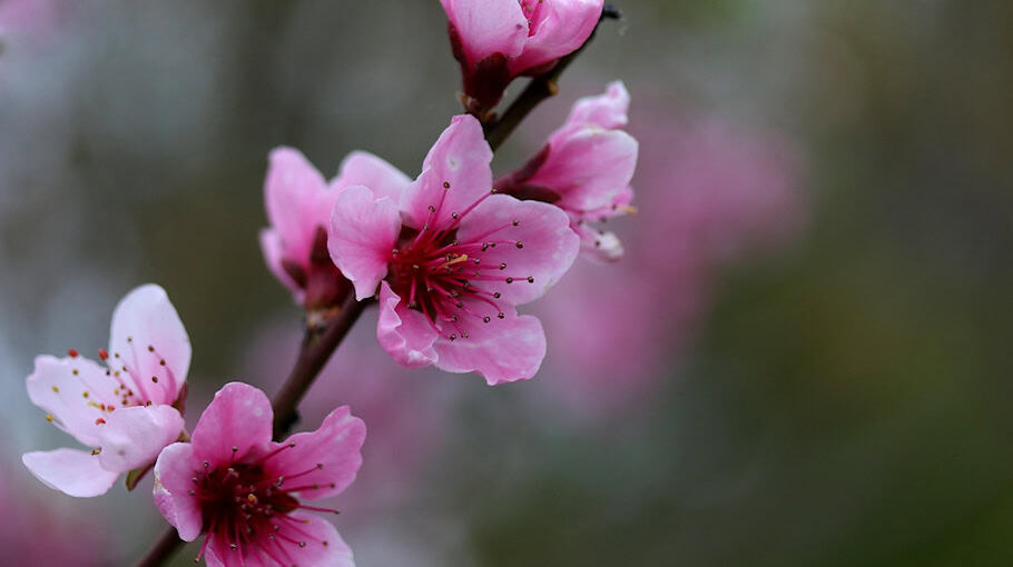 Tatverdächtiger in Görlitz in Gartenlaube gestellt