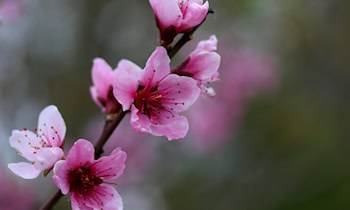 Tatverdächtiger in Görlitz in Gartenlaube gestellt