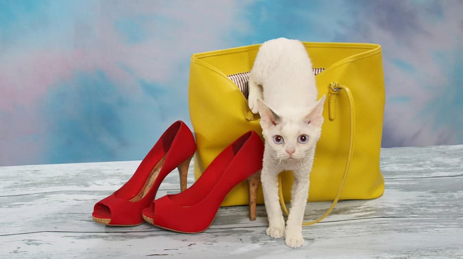 Taschendiebstahl im Aldi in Falkenstein