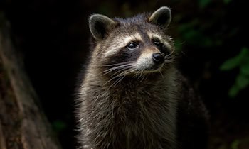Waschbär verursacht Unfall auf A4