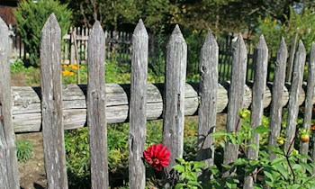 Tatverdächtiger in Kleingartenanlage in OT Sonnenberg gestellt