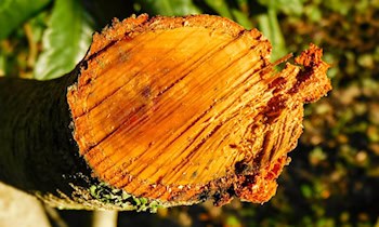 Gartengeräte aus Firmengebäude in Bad Schandau gestohlen