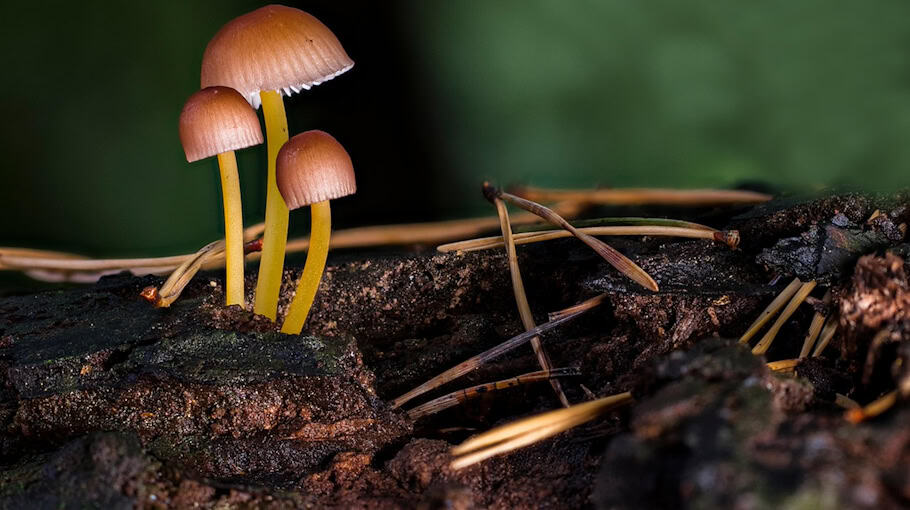 Opel Movano: Motorhaube, Batterie und Scheinwerfer gestohlen