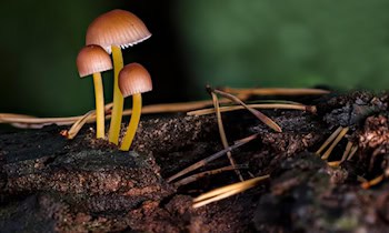 Opel Movano: Motorhaube, Batterie und Scheinwerfer gestohlen