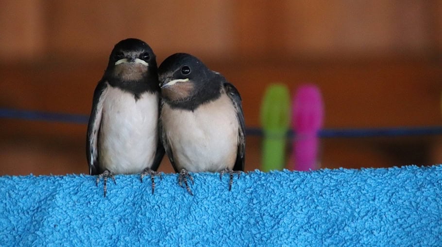 Carportbrand in Glauchau-Jerisau mit Photovoltaik-Anlage