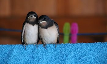 Carportbrand in Glauchau-Jerisau mit Photovoltaik-Anlage