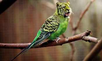 Mehrere Wildunfälle bei Weißwasser