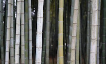 Schilfbrand am Henny-Teich in Oberlungwitz