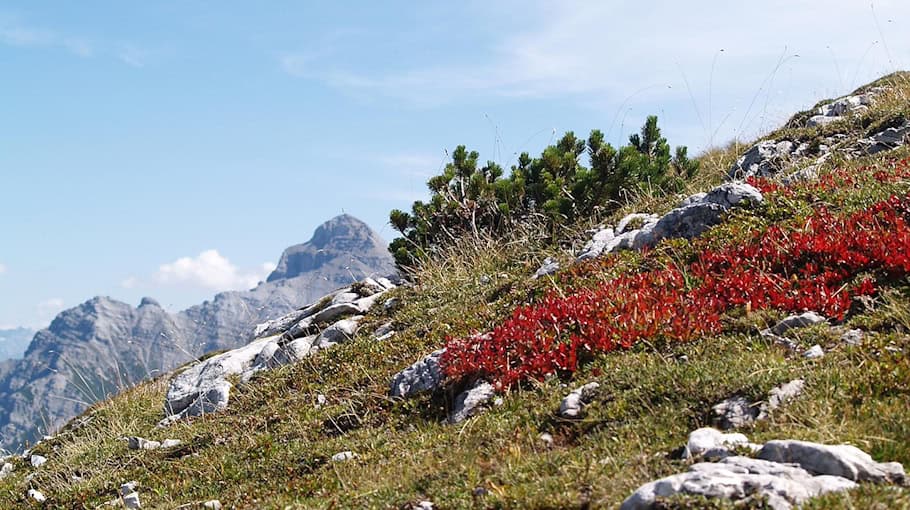 Greifvogel kollidiert mit Auto auf A4