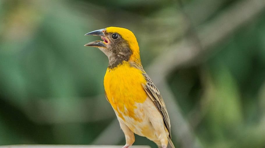 Verletzter Biber nach Unfall in Görlitz
