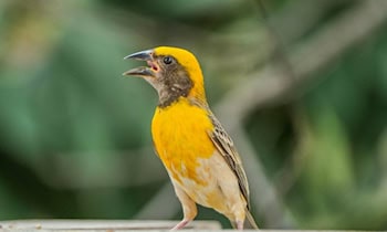 Verletzter Biber nach Unfall in Görlitz