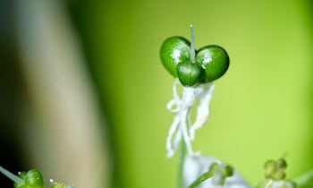 100 Kilogramm Bärlauch gestohlen in Leipzig