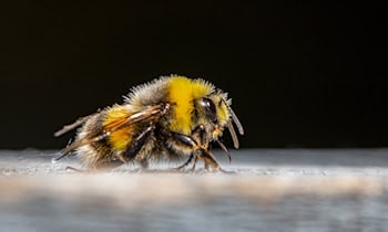 Entschärfung der Weltkriegsbombe an der Carolabrücke