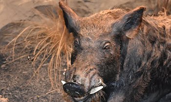 Kollision mit Wildschwein in Boxberg