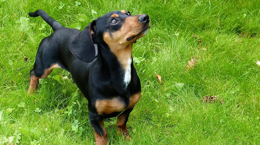 Dackel beißt zwei Männer in Moritzburg