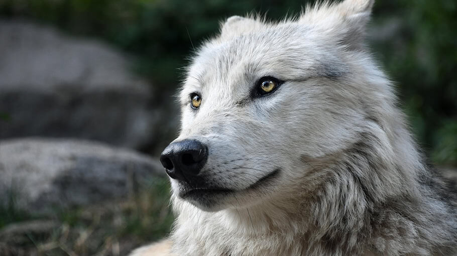 Wildunfall mit Wolf in Bad Schandau