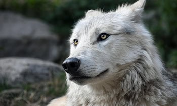 Wildunfall mit Wolf in Bad Schandau