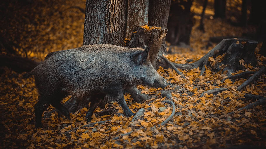 Wildschwein verursacht Unfall bei Frauenstein