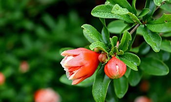 Kampfmittelbeseitigungsdienst stellt Granaten sicher