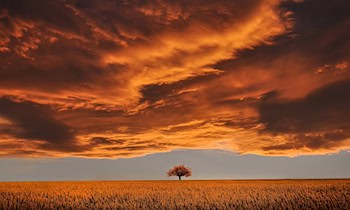 Baum fällt auf Fahrzeug in Werdau