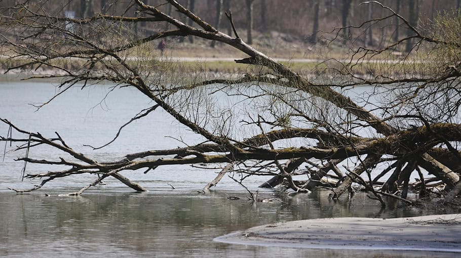 Baum stürzt auf Auto in Cunersdorf