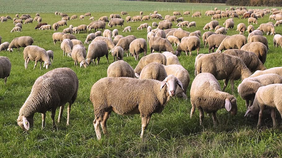 Gartengeräte in Plauen gestohlen