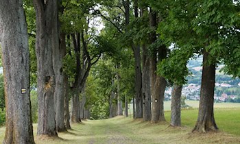 Vier Gartenlauben in Leipzig in Brand geraten