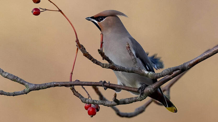 Gefälschte Rechnung führt zu 10.000-Euro-Schaden in Pulsnitz